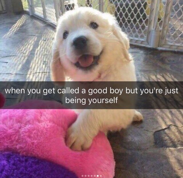 petpuppies👿😺 (@petpopular) on Twitter photo 