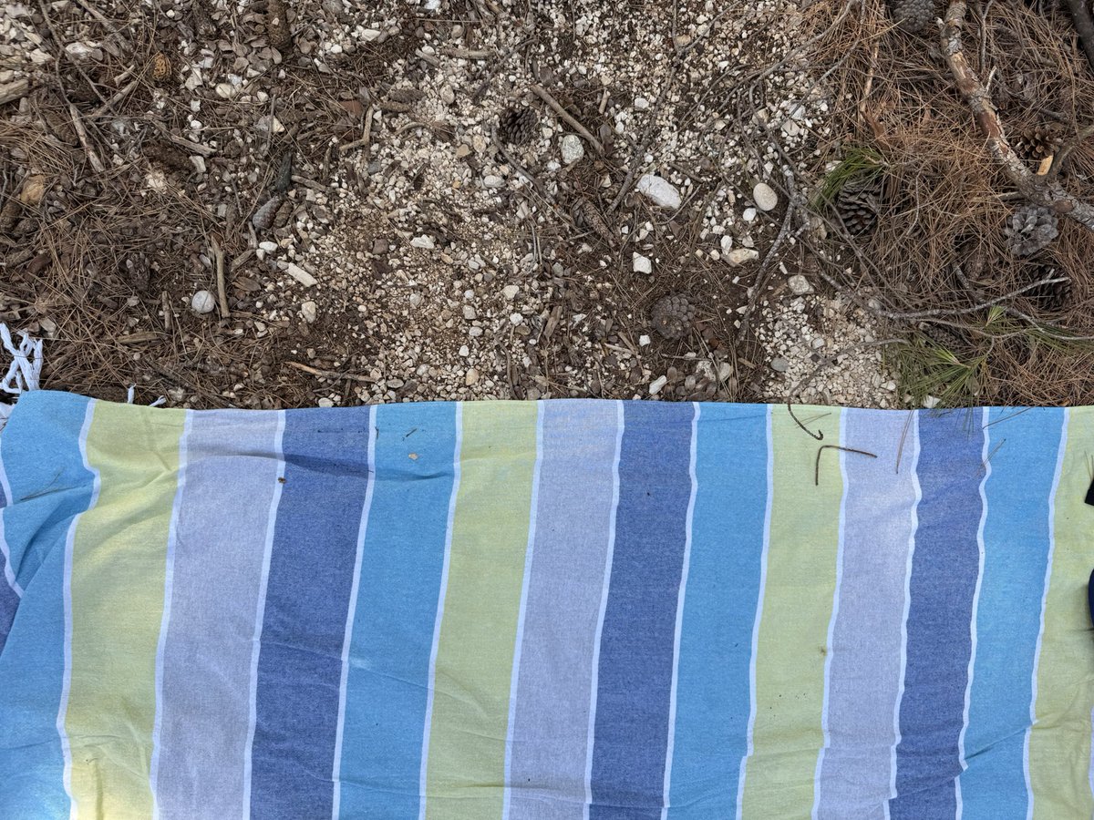 paradajz's tweet photo. Naj ti bo rahlja zemlja. 
Zdaj vem od kot ta izraz. Sploh ne gre za grobove, ampak za trdoto plaž in kotičkov pod borovci. https://t.co/6oDpaOxu1D