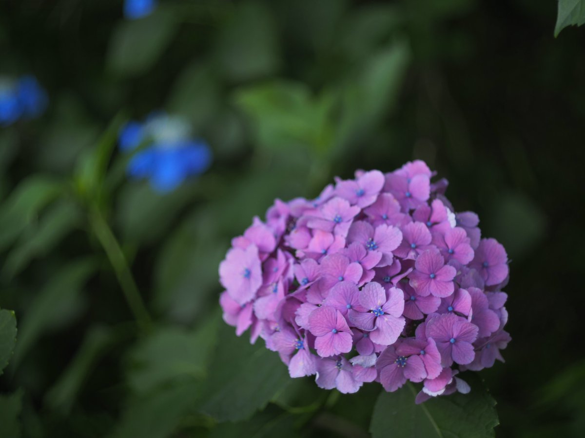 osmiumhydorogen's tweet image. 最近撮った紫陽花