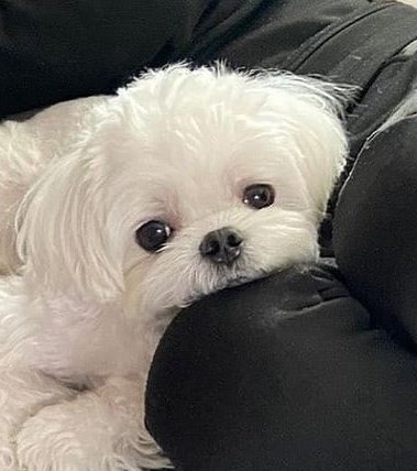 BEOMPUPPY 😭😭😭😭😭😭😭😭😭😭😭😭