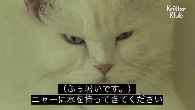 ちぇりっしゅのツイート