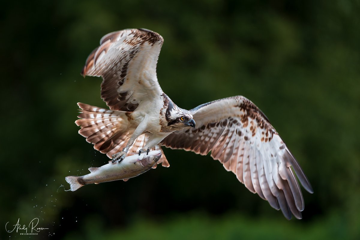 Latest weekly photo diary from me is on Ospreys in action, stunning pics, lots of tips and photo chat for all, check it here - youtube.com/post/Ugkx0FlXN…
#osprey #birdphotography