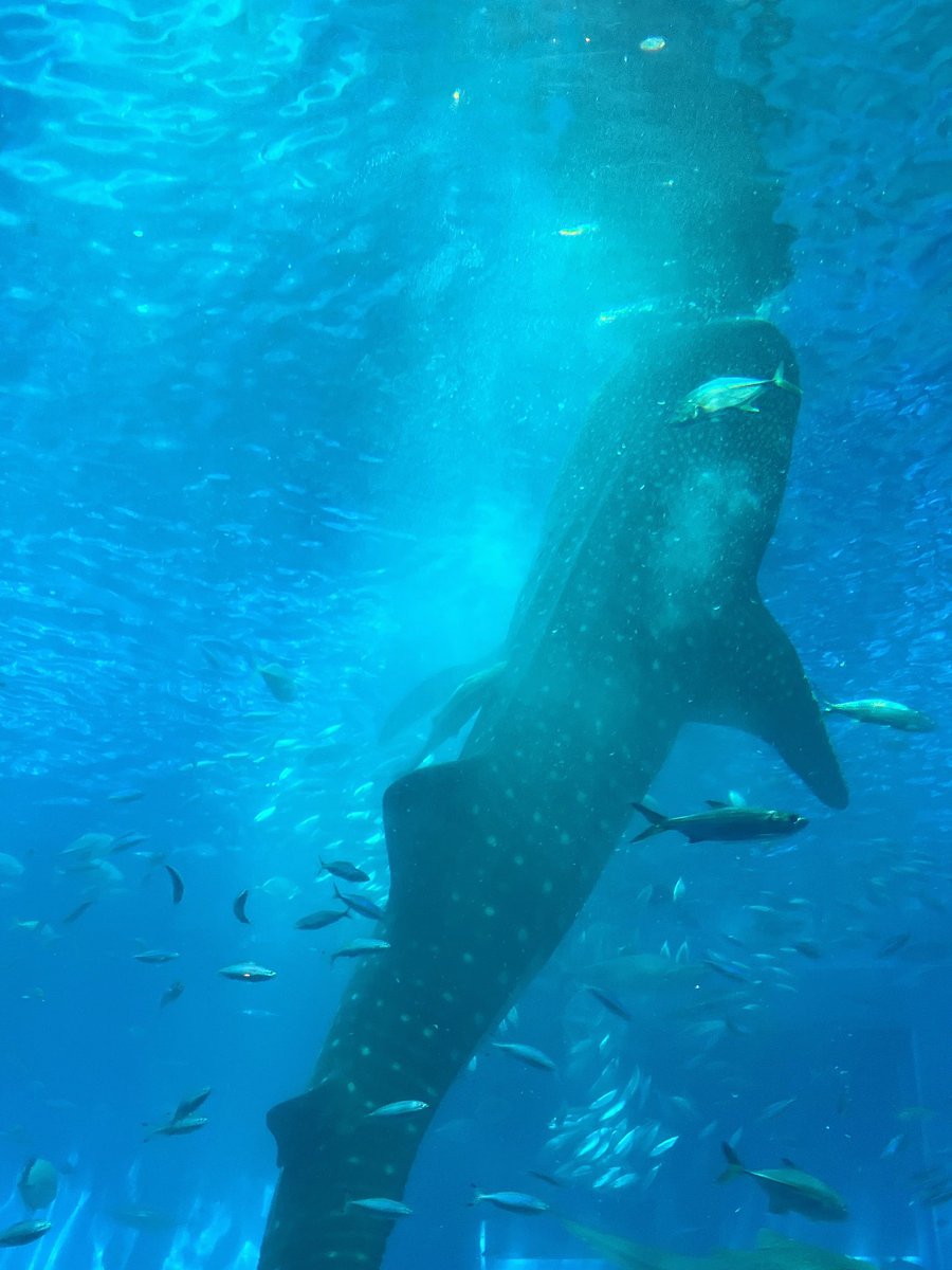 _mn327's tweet image. 美ら海水族館行って来ました🐟✨
お食事中のジンベイザメも見れて良かった😳