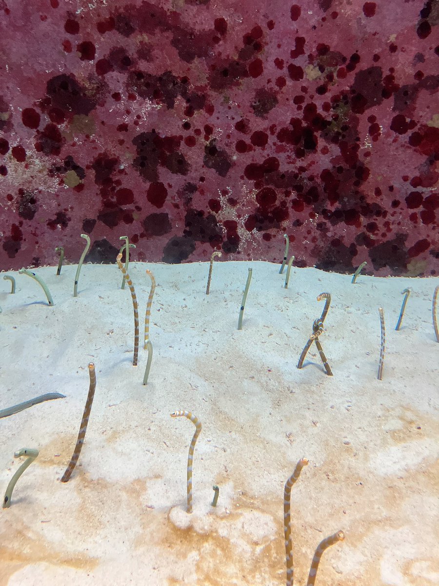 _mn327's tweet image. 美ら海水族館行って来ました🐟✨
お食事中のジンベイザメも見れて良かった😳