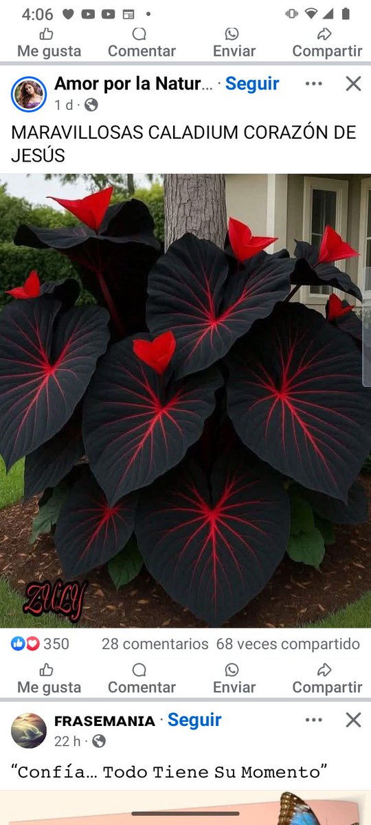 Esta planta espectacular se llama corazón de Jesus, belleza! 💕💕