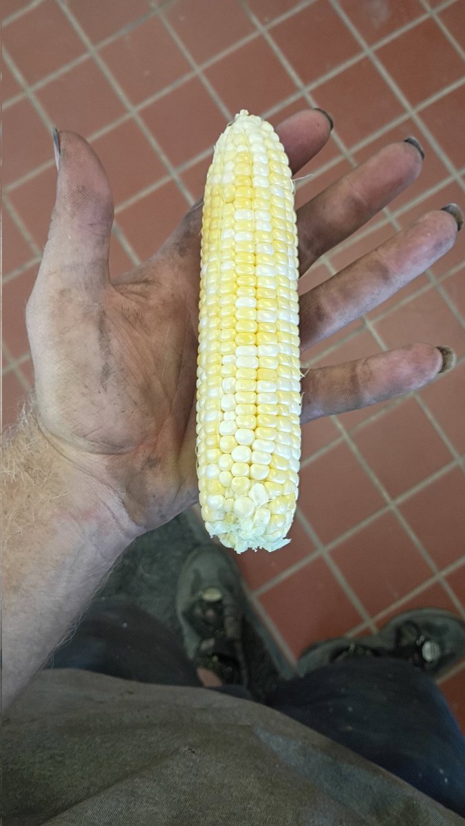 Sweet corn finally getting yoinked from the field