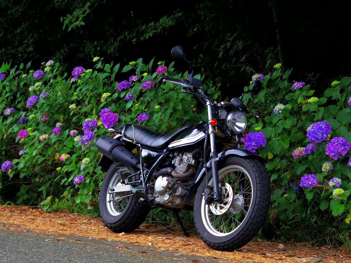 #ひつじ# tweet media