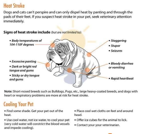 MidAtlanticBDR's tweet image. Please please please keep your #bulldog cool in this #heatwave