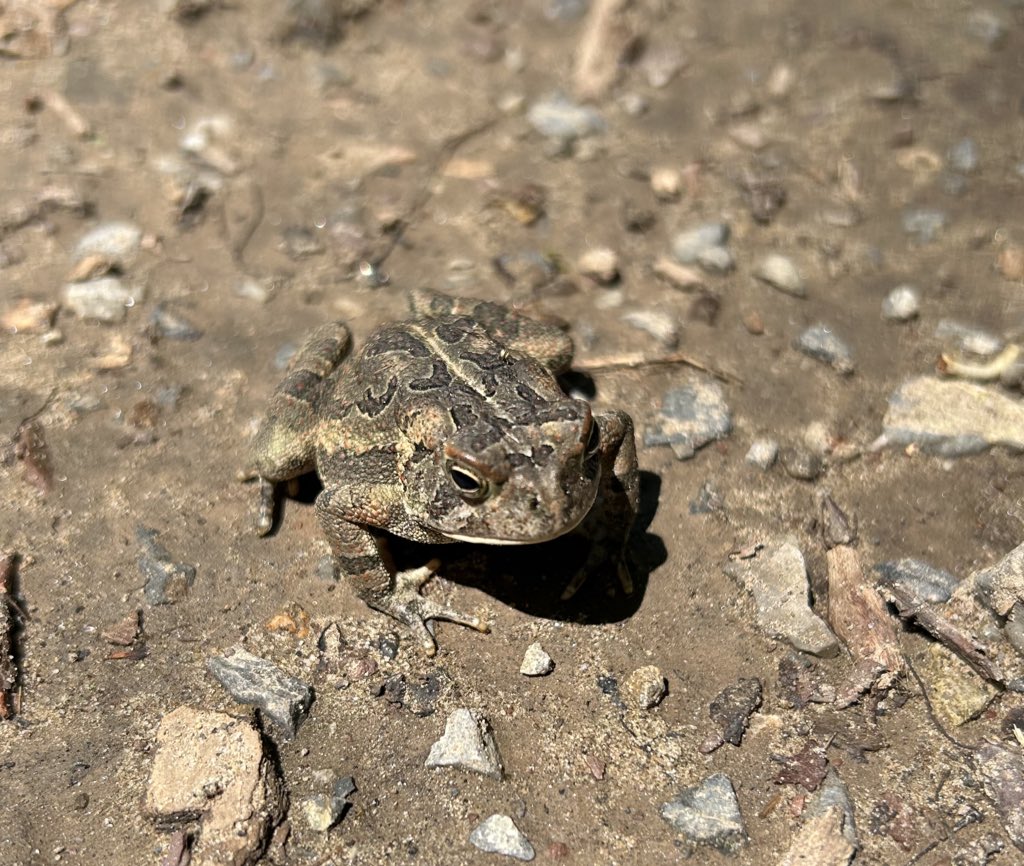 nextarines's tweet image. new friend alert!!!!