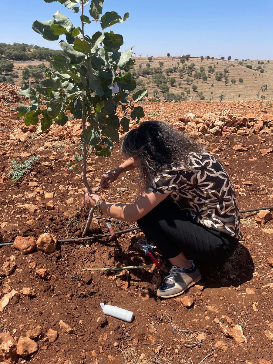 Dargeçit İlçe Tarım ve Orman Müdürlüğü (@dargecit_tarim) on Twitter photo İlçe müdürlüğümüz teknik personeli tarafından Çukurdere mahallesinde Fıstıkta aşılama uygulamaları yapıldı.
<a href="/ibrahimyumakli/">İbrahim Yumaklı</a>
<a href="/tuncay_akkoyun/">Tuncay Akkoyun</a>
<a href="/menesipek/">Muhammed Enes İpek</a>
<a href="/TCTarim/">T.C. Tarım ve Orman Bakanlığı</a>
<a href="/MenduhDinler/">Menduh DİNLER</a>
<a href="/Mardiniltarim/">Mardin İl Tarım ve Orman Müdürlüğü</a> İlçe müdürlüğümüz teknik personeli tarafından Çukurdere mahallesinde Fıstıkta aşılama uygulamaları yapıldı.
<a href="/ibrahimyumakli/">İbrahim Yumaklı</a>
<a href="/tuncay_akkoyun/">Tuncay Akkoyun</a>
<a href="/menesipek/">Muhammed Enes İpek</a>
<a href="/TCTarim/">T.C. Tarım ve Orman Bakanlığı</a>
<a href="/MenduhDinler/">Menduh DİNLER</a>
<a href="/Mardiniltarim/">Mardin İl Tarım ve Orman Müdürlüğü</a>