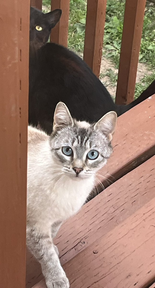 "Peeking into the weekend like... finally!" ~ Snow and Shadow 🐈‍⬛ 
#Caturday #CatsOfTwitter #CatsOfX #CatsOnTwitter #Meow