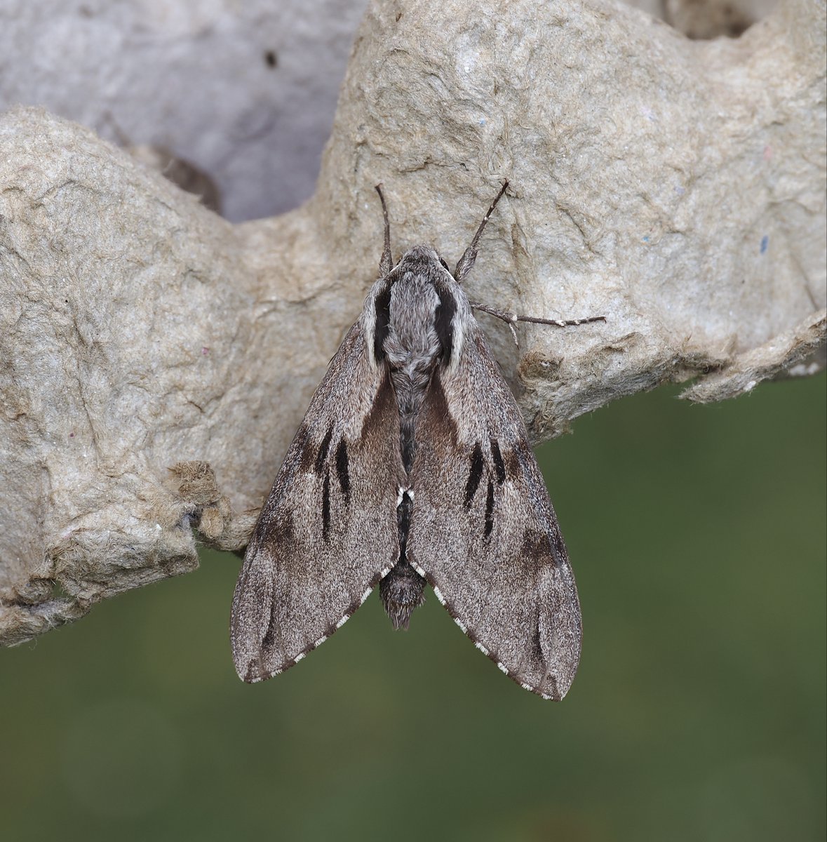 rlewington2's tweet image. Usually a bit tatty but this Pine Hawk-moth was in pristine condition this morning. Subtly beautiful.