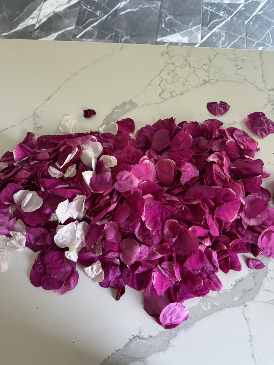 Let’s make fresh rose water from the wild roses of Montauk. My house smells like heaven