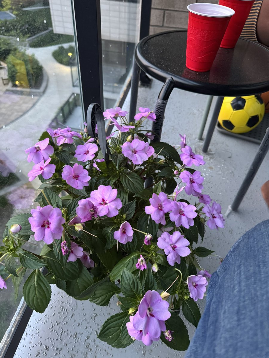 can’t believe I’m in Jamaica, thinking about my flowers. please don’t die before I get back baby 🥺❤️