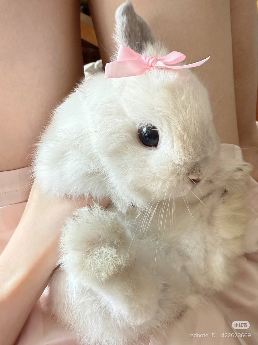 kimi 𐚁 ྀིྀིྀིྀིྀི (@piinkimi_) on Twitter photo 