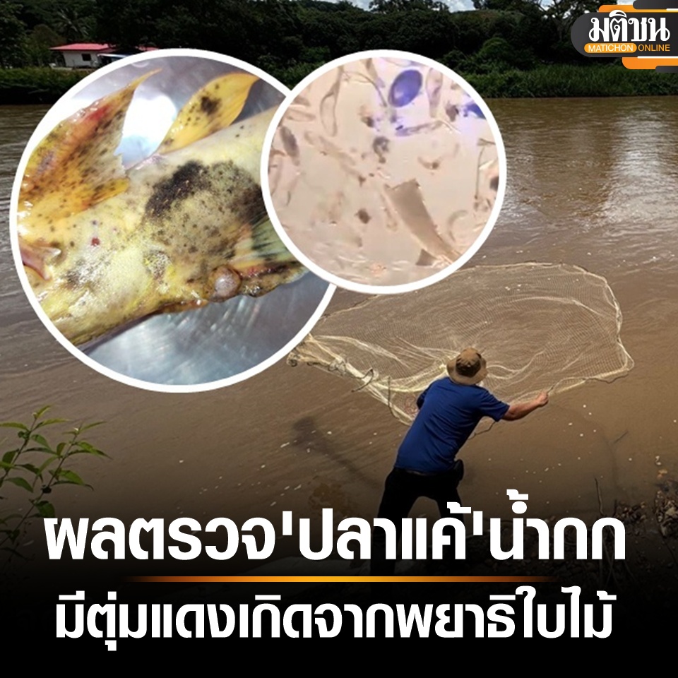 Matichon Online (@matichononline) on Twitter photo ประมง แจงผลตรวจปลาแค้ มีตุ่มแดงเกิดจากพยาธิใบไม้ ขยายจุดเฝ้าระวังสารปนเปื้อน แม่น้ำสาย-กก
matichon.co.th/region/news_52… ผ่าน <a href="/MatichonOnline/">Matichon Online</a>
#สารหนูแม่น้ํากก #ปลาแค้ #มติชนออนไลน์ ประมง แจงผลตรวจปลาแค้ มีตุ่มแดงเกิดจากพยาธิใบไม้ ขยายจุดเฝ้าระวังสารปนเปื้อน แม่น้ำสาย-กก
matichon.co.th/region/news_52… ผ่าน <a href="/MatichonOnline/">Matichon Online</a>
#สารหนูแม่น้ํากก #ปลาแค้ #มติชนออนไลน์