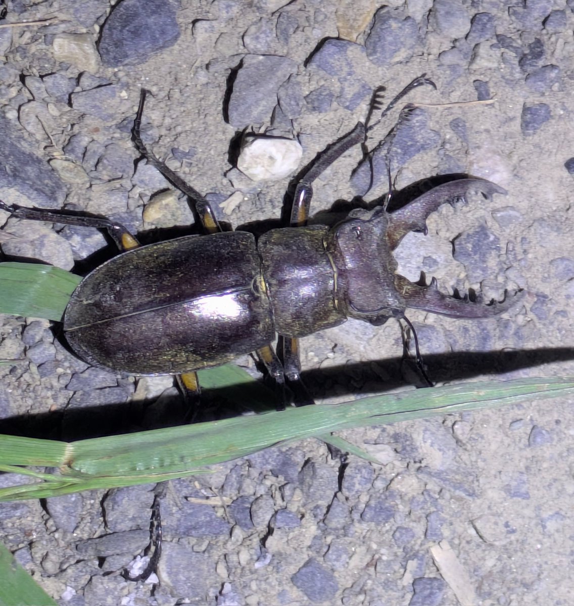 本日の灯火採取
スズメバチ、ヒゲコメツキ、ツノトンボ
そして撤収作業してたらいつの間にか足元に居ったミヤマ
楽しんできた😚