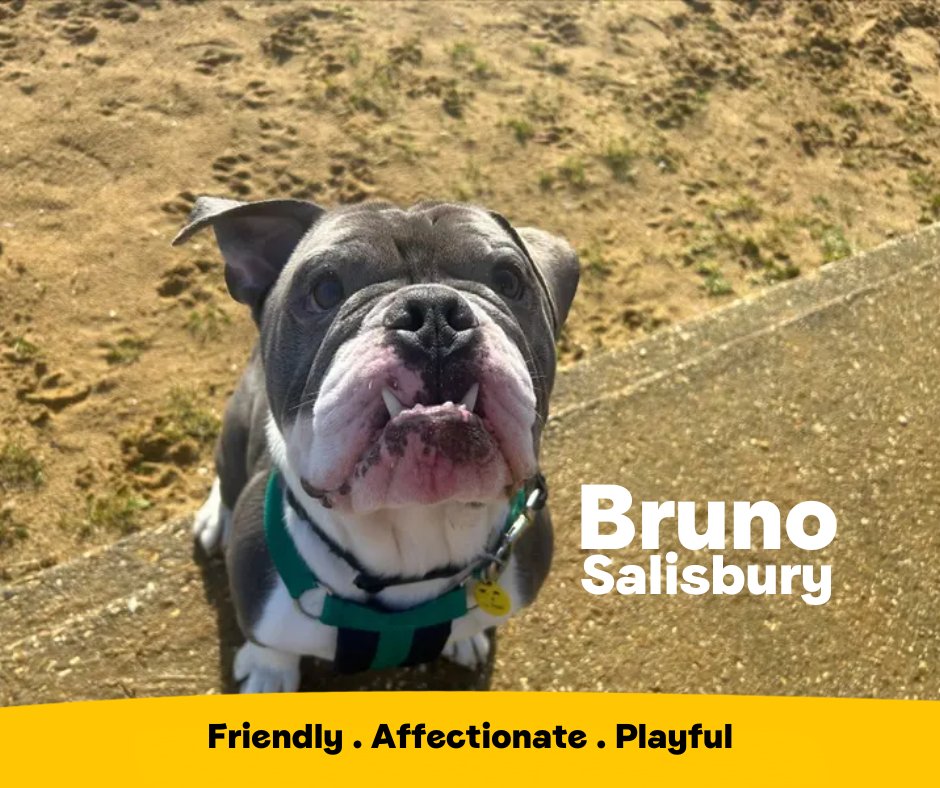 Dogs Trust ππΆ (@dogstrust) on Twitter photo Bruno is a super adorable guy who is always up for a snuggle with his favourite people. He absolutely thrives on fuss and attention and will be such a joy to have in the homeπ
<a href="/DT_Salisbury/">Dogs Trust Salisbury</a>π bit.ly/4ebWVHJ Bruno is a super adorable guy who is always up for a snuggle with his favourite people. He absolutely thrives on fuss and attention and will be such a joy to have in the homeπ
<a href="/DT_Salisbury/">Dogs Trust Salisbury</a>π bit.ly/4ebWVHJ