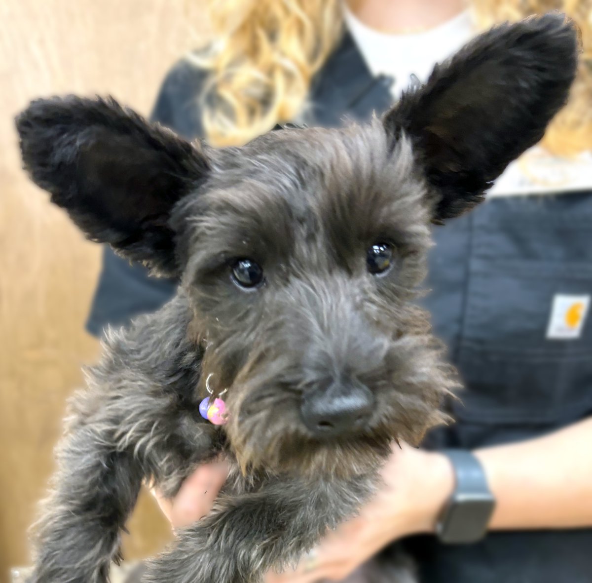 Visit us at TCAP this upcoming week, where you can fully vaccinate, microchip, &amp; receive a pet gift for your puppy for only $85 with our Puppy Vaccine Wellness Package!🐶

#TexasForThem #NeuterIsCuter #TCAPSpayNeuter #DFWSpayNeuter #LowCostPetCareDFW #DallasPetWellness