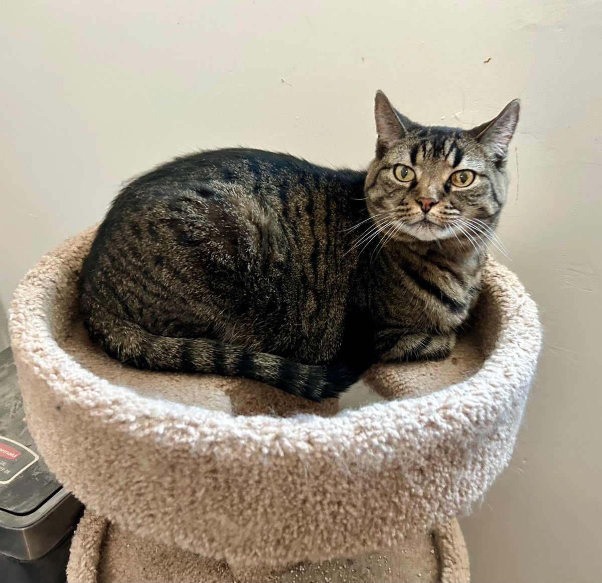 HARLEY is the king of the Senior Center we have at the Sanctuary. He is an unassuming little tabby, but he is also the BOSS. He can't wait to go home with his best friend SPIKE!

Neutered, vax’d, FIV/FeLV neg, chipped &amp; wormed in #Tucson!