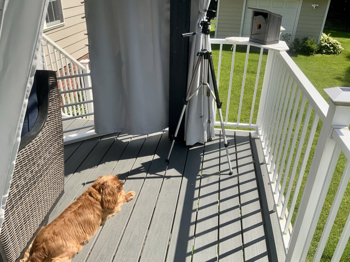 Toby likes watching the Bluebird Dad feed the babies. He says it takes patience. He spends lots of time waiting…and waiting…and waiting…and waiting! Then ya wait some more!!!😬😬❤️