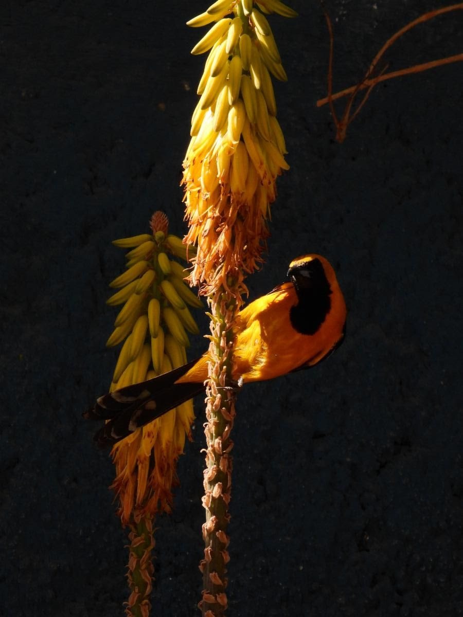Ganadora del Concurso de Fotografía. Daniela Michelle Valdez Gámez, La Paz, Baja California Sur, México

¿Te perdiste la sesión de Plantas nativas?
Está disponible en español: loom.ly/Z_CKFHs

#WorldMigratoryBirdDay #WMBD2025 #DMAM2025 #DíaMundialDeLasAvesMigratorias