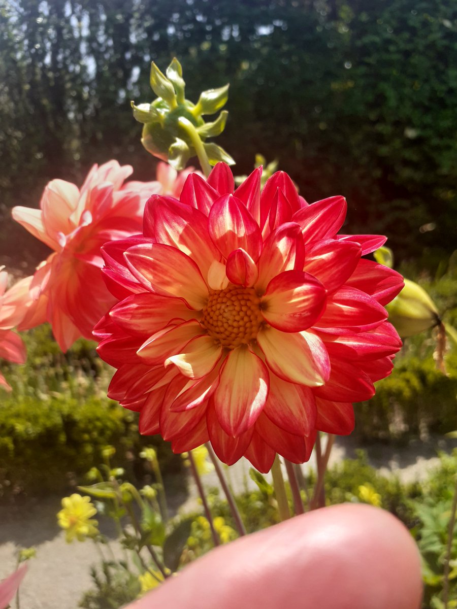 Jim Gannon (@jimgannonuk) on Twitter photo Saturday Botanical Garden blooms <a href="/4monarosi/">4Monarosi</a> <a href="/acdc00/">𝒎𝒂𝒄𝒉𝒊𝒌𝒂𝒅𝒐</a> <a href="/vlucia24660241/">vlucia🌺🦋🇧🇷🥰</a> <a href="/VaSeemsReal/">🌱Vaseem</a> <a href="/al_lawson16/">AL🥀🌹</a> <a href="/alliemcrowe/">🌱 The Wee Flower Farmer</a> <a href="/Antonia15652/">Antonia🌈🌈</a> <a href="/AnnMariSheerio/">Ann Marie</a> <a href="/lifelovelily22/">lily lawson🌈</a> <a href="/bibekum/">Rita Bibekum Aya🇨🇲🇩🇰</a> <a href="/martinyoung1995/">Tintin</a> Saturday Botanical Garden blooms <a href="/4monarosi/">4Monarosi</a> <a href="/acdc00/">𝒎𝒂𝒄𝒉𝒊𝒌𝒂𝒅𝒐</a> <a href="/vlucia24660241/">vlucia🌺🦋🇧🇷🥰</a> <a href="/VaSeemsReal/">🌱Vaseem</a> <a href="/al_lawson16/">AL🥀🌹</a> <a href="/alliemcrowe/">🌱 The Wee Flower Farmer</a> <a href="/Antonia15652/">Antonia🌈🌈</a> <a href="/AnnMariSheerio/">Ann Marie</a> <a href="/lifelovelily22/">lily lawson🌈</a> <a href="/bibekum/">Rita Bibekum Aya🇨🇲🇩🇰</a> <a href="/martinyoung1995/">Tintin</a>