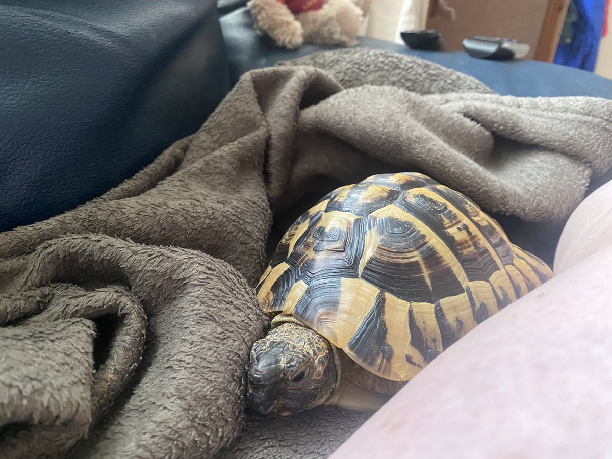 Elcop32's tweet photo. Suns out buds out #flash #tortoise #sunshine #exploring #birdfriend #cuddles 🐢⚡️💚☀️🥰🤗🐦⬛ https://t.co/lNAGRNP2x7