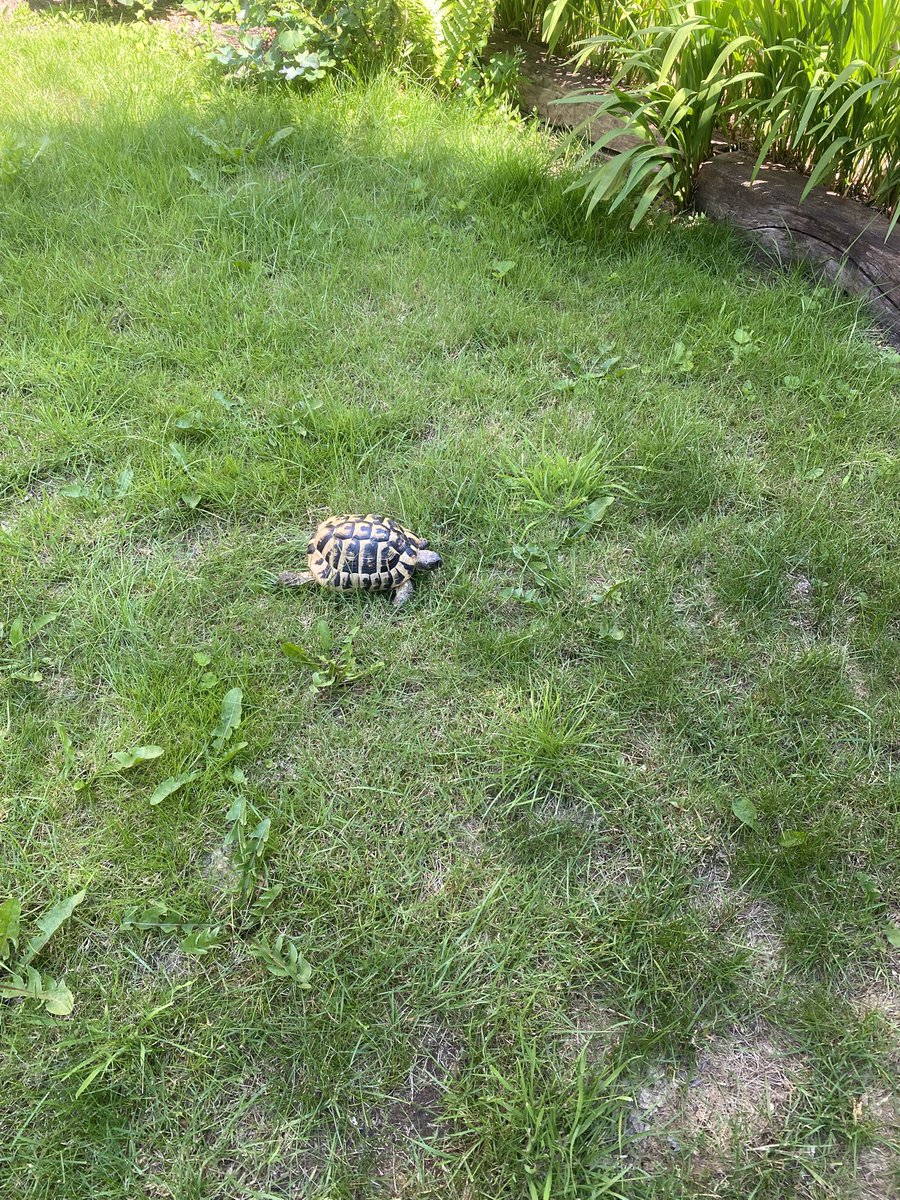 Elcop32's tweet photo. Suns out buds out #flash #tortoise #sunshine #exploring #birdfriend #cuddles 🐢⚡️💚☀️🥰🤗🐦⬛ https://t.co/lNAGRNP2x7