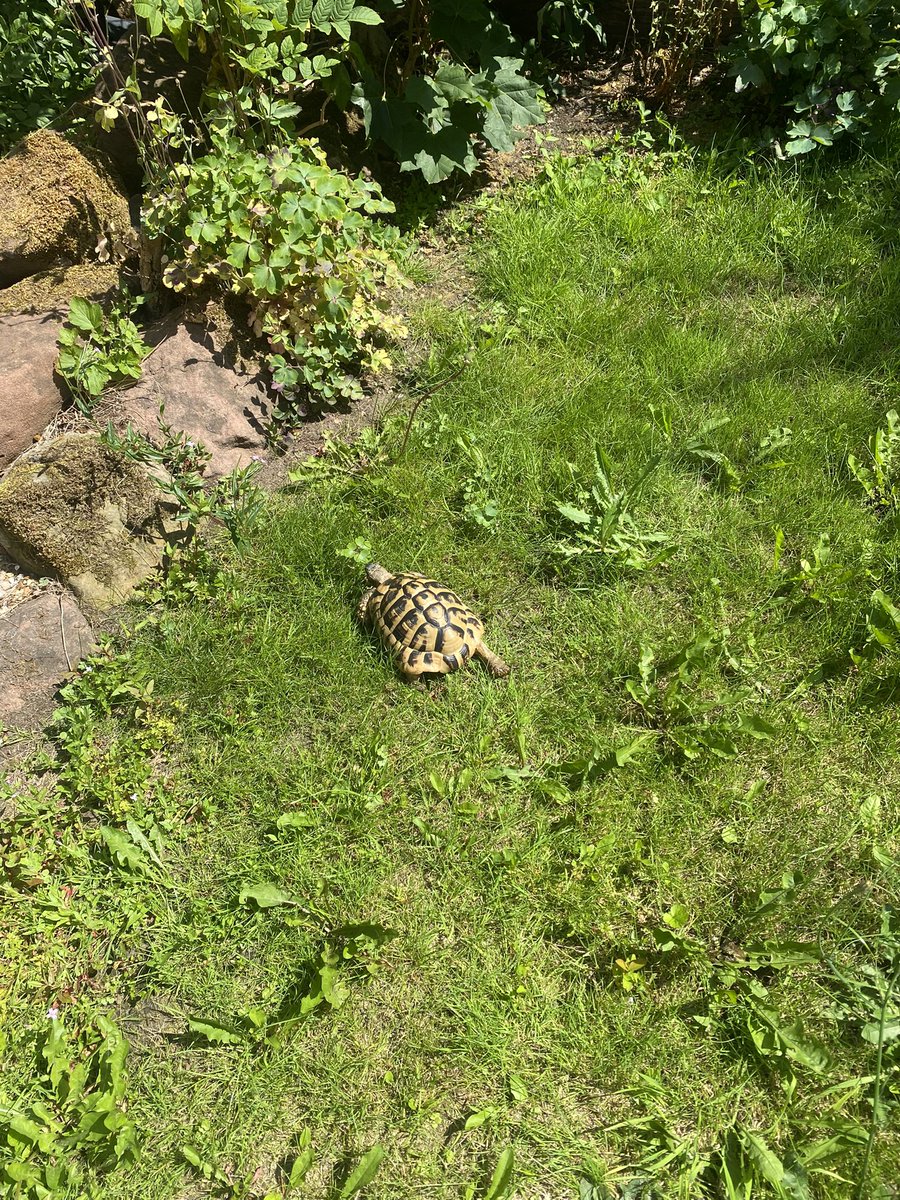 Elcop32's tweet photo. Suns out buds out #flash #tortoise #sunshine #exploring #birdfriend #cuddles 🐢⚡️💚☀️🥰🤗🐦⬛ https://t.co/lNAGRNP2x7
