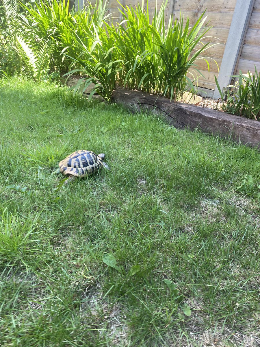 Elcop32's tweet photo. Suns out buds out #flash #tortoise #sunshine #exploring #birdfriend #cuddles 🐢⚡️💚☀️🥰🤗🐦⬛ https://t.co/lNAGRNP2x7