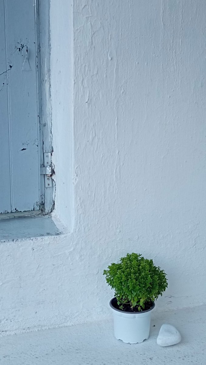 Σγουρέ βασιλικέ μου..