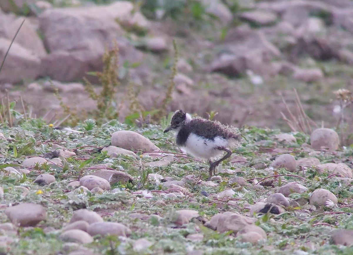It's been the best year I can remember for breeding Lapwing, with 8 pairs nesting up to now. 5 of which have hatched young. A pair are still sitting and possibly some undetected are yet to appear? These 2 chicks appeared by the Hawkshutts hide today.