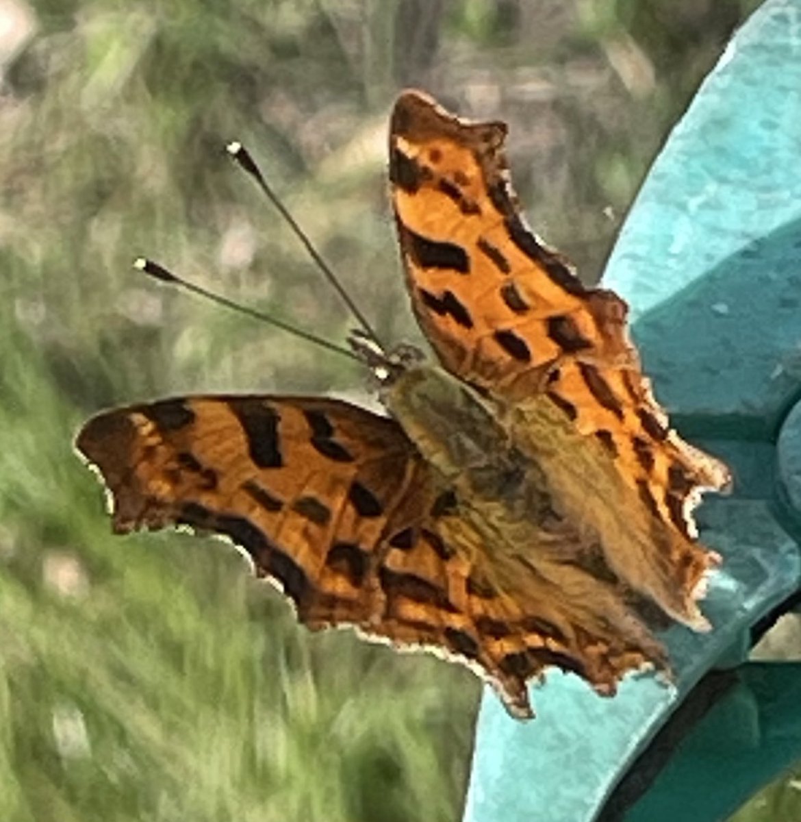 xdefiant_when's tweet image. Some butterflies that visited the garden today! Another beautiful sunny day 🫶
