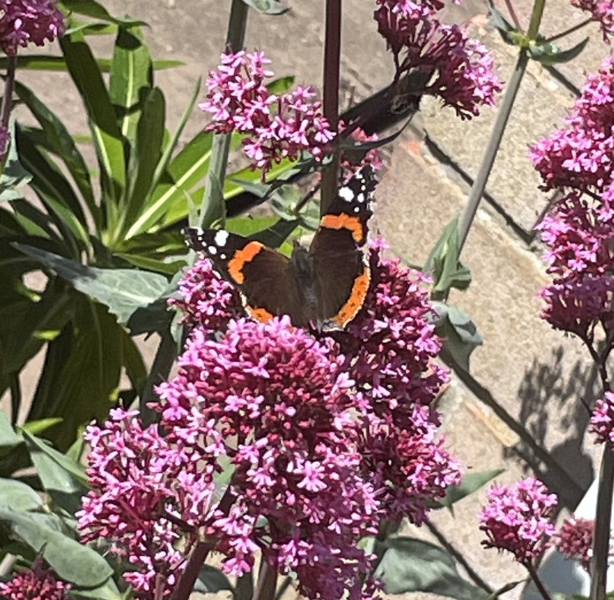 xdefiant_when's tweet image. Some butterflies that visited the garden today! Another beautiful sunny day 🫶