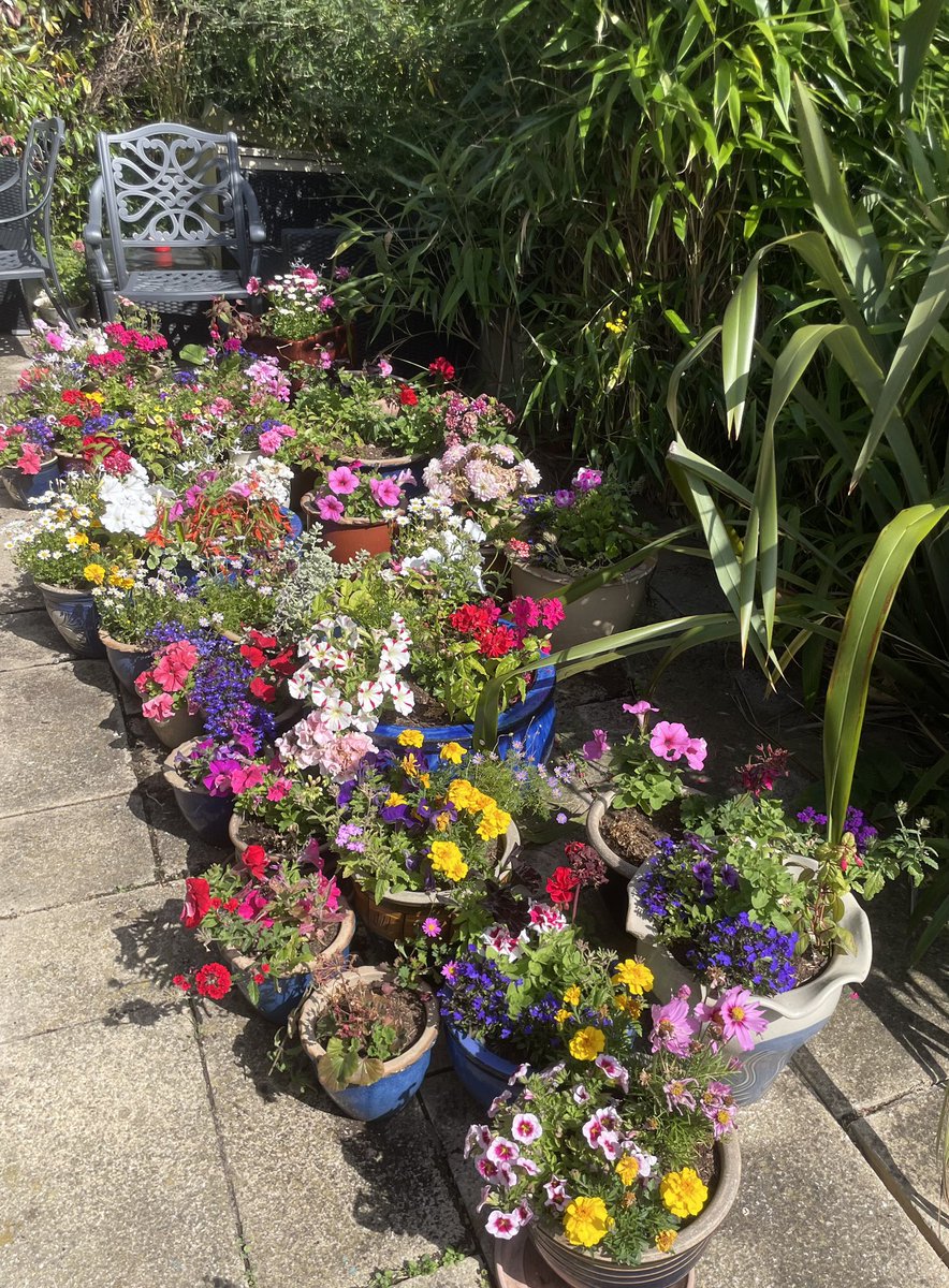xdefiant_when's tweet image. Some butterflies that visited the garden today! Another beautiful sunny day 🫶