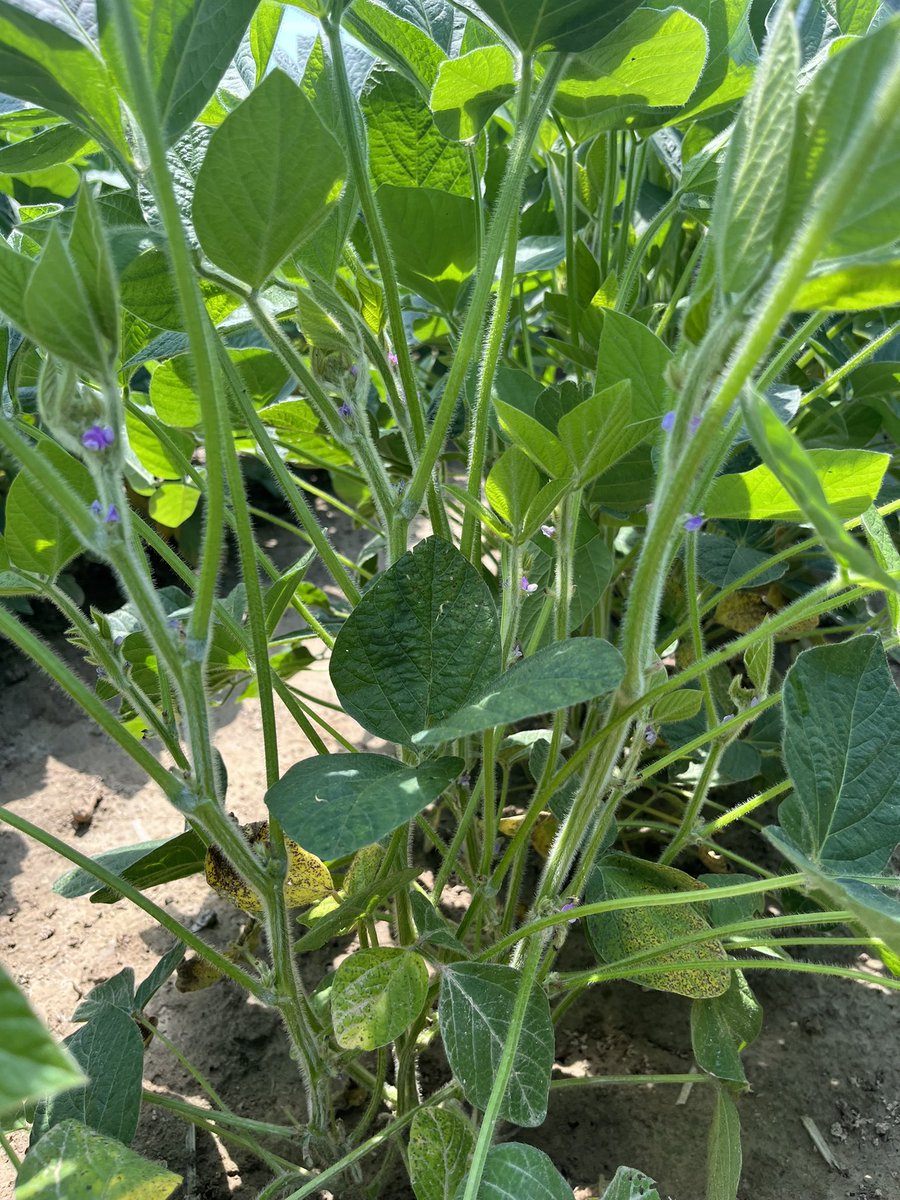 Some beautiful <a href="/ChannelSeed/">Channel Seed</a> 3326R2X’s. Flowers by June 20 always the goal. This new bean has some serious momentum behind it and will be coming in 🔥 this fall!