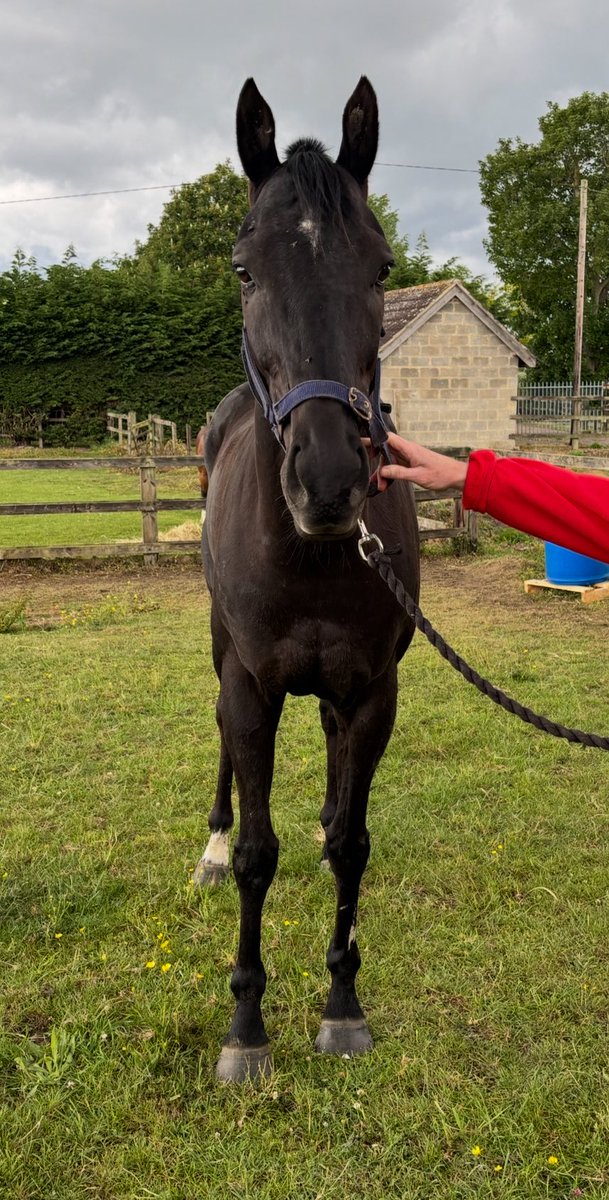 Dan Tunmore (@dantunmore) on Twitter photo Looking for a loving 5* home for Eljaytee. He was in training with <a href="/JohnWathenBerry/">John Berry</a> and has now been retired and been turned out for about 3weeks.
He’s a lovely natured horse and a good ride. Would suit someone looking for an ROR project or a nice hack.
Any inspections welcome. Looking for a loving 5* home for Eljaytee. He was in training with <a href="/JohnWathenBerry/">John Berry</a> and has now been retired and been turned out for about 3weeks.
He’s a lovely natured horse and a good ride. Would suit someone looking for an ROR project or a nice hack.
Any inspections welcome.