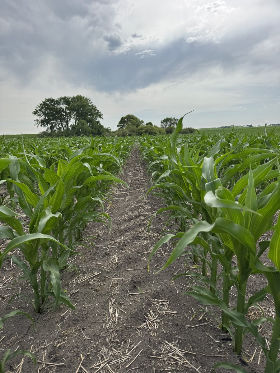 Jesse Bernard (@jebber11) on Twitter photo Knee high by June 21st doesn’t have the same ring to it but we’ll take it! TH6474 looking awesome in Western Manitoba <a href="/thunder_seed/">Thunder Seed</a> <a href="/cndaggie/">David Chappellaz</a> <a href="/WendyMajor10/">Wendy Major</a> <a href="/Nicole_L_O/">Nicole</a> <a href="/renatejochum/">Renate</a> Knee high by June 21st doesn’t have the same ring to it but we’ll take it! TH6474 looking awesome in Western Manitoba <a href="/thunder_seed/">Thunder Seed</a> <a href="/cndaggie/">David Chappellaz</a> <a href="/WendyMajor10/">Wendy Major</a> <a href="/Nicole_L_O/">Nicole</a> <a href="/renatejochum/">Renate</a>