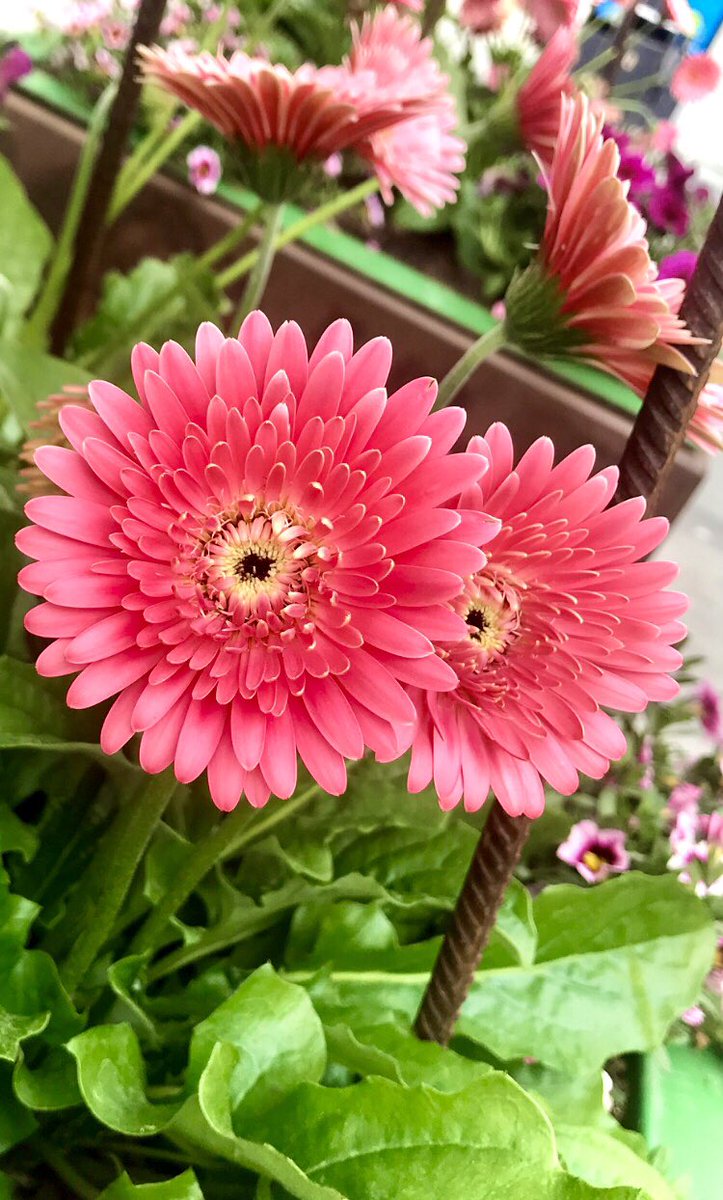 Happy moments for your evening 💖🌿

📸 21.6.25 me