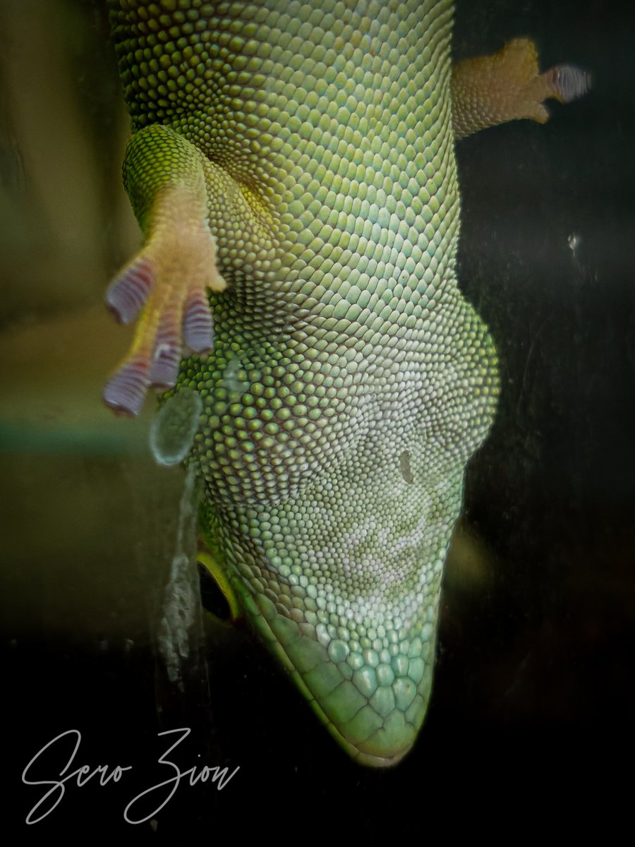 FallenKelvin's tweet photo. #Gecko
#Lizard
#Reptile
#GreenGecko
#PetGecko
#ExoticPet
#GeckoLife
#Herpetology
#AnimalPhotography
#NaturePhotography
#MacroPhotography
#Scales
#Wildlife
#Terrarium
#ReptileLove
#ClimbingGecko
#GeckoFeet
#LizardLove
#ReptileKeeper
#CuteGecko https://t.co/2t4mmLElQx