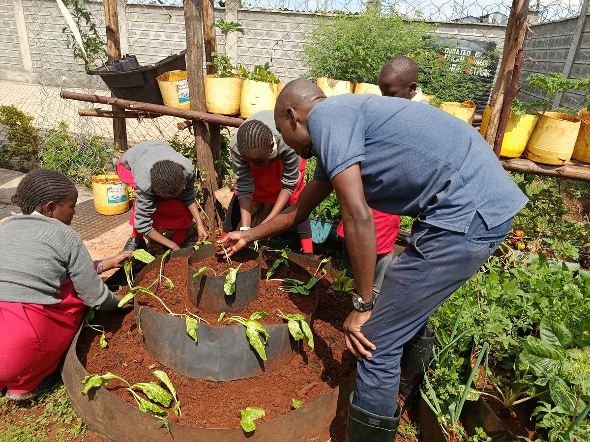ShakurNjeru1's tweet image. Engaging school children in CCHeFs project through gardening teaches where food truly comes from. Through planting indigenous crops we鈥檙e growing future climate champions and building urban green movements and building stronger food systems with the young
@aphrc @Wanavijiji_sdi