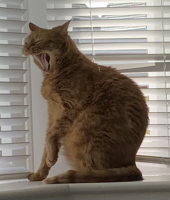 JacK_GingerCat's tweet image. ☀️ Hey chums! Happy Caturday ☀️ this hot weather is certainly tiring…
Stay cool 🧊
JacK 🐾🐾
#CatsOfTwitter #CatsOfX