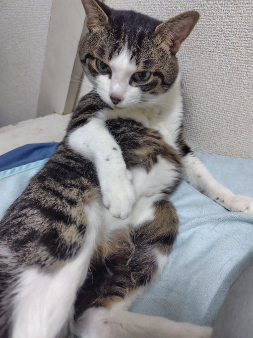 みけねこcafe清瀬本店のツイート