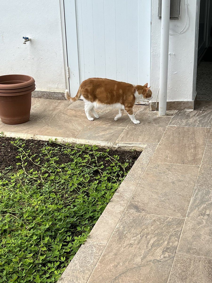 Happy #Caturday pals😺I’m hanging out with mom 👩 enjoy ur day . Love ❤️ and smooches 😽for all. Meow Max