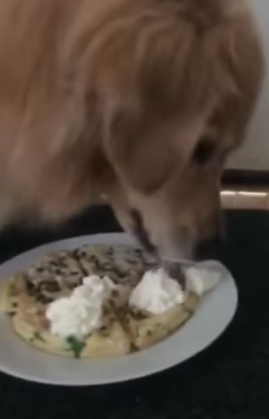 Golden Ratio - On this day tweet media