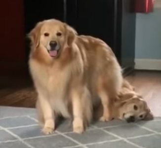 Golden Ratio - On this day tweet media