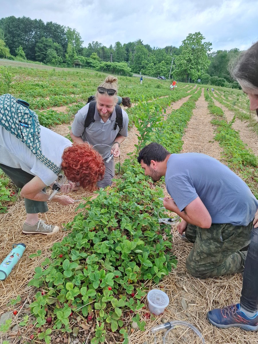 LCATMon's tweet image. #MelanogasterCTF #CitizenScience lands in #Ithaca #ny‼️
Thanks @CCETompkins and @Cornell #DanBarbashLab!
What a blast yesterday, the first #Drosophila sampling and classifying field trip at @indiancreekfarmithaca
Thanks everyone!, and welcome to #MelanogasterCTF…