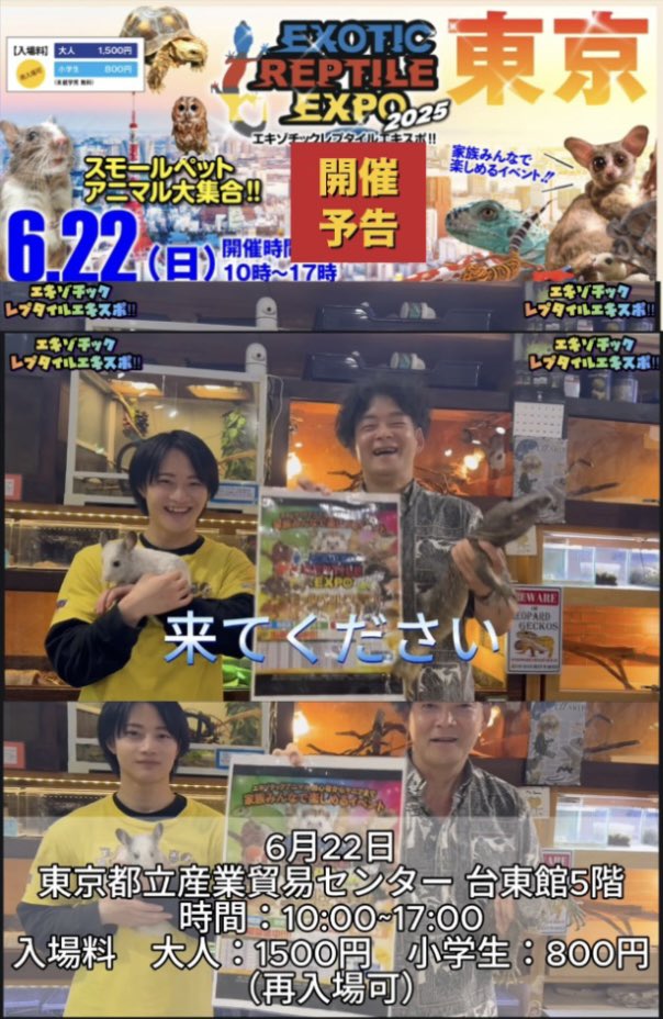 exoticreptilexp's tweet image. いよいよ明日に迫ったEXPO東京浅草開催♪
お天気も良さそうなので、浅草散策も兼ねながらご家族みんなで遊びに来てください♪
☆先行入場は無くなりました☆当日は再入場できます!
皆様とお会いできますことをスタッフ一同楽しみにしております★ご家族で楽しめEXPO浅草開催にどうぞご期待ください!