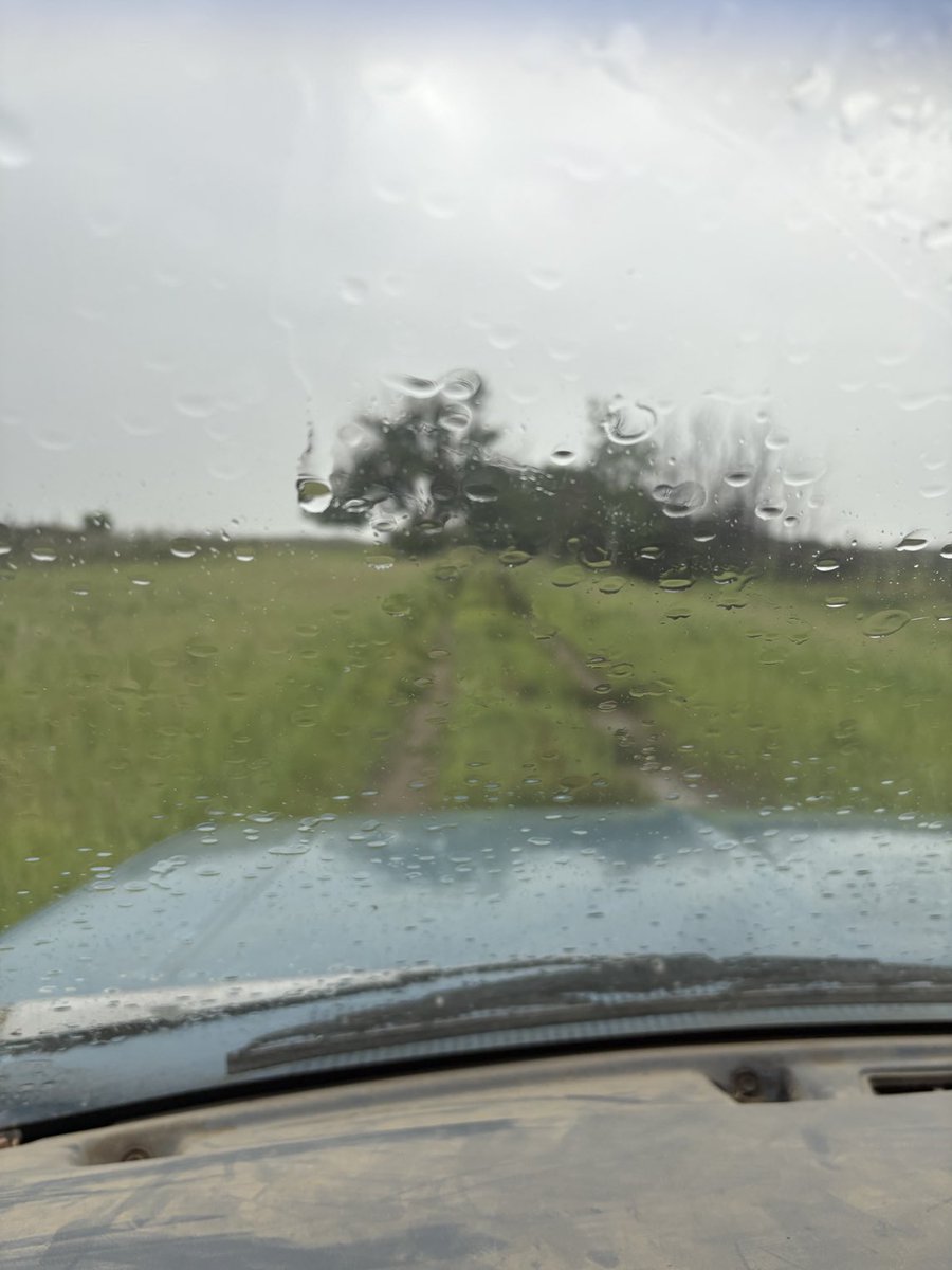 crazyrancher13's tweet image. Over an inch of rain in the last 24 hours and it’s going strong. 🤠